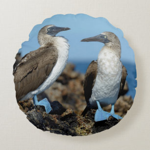 Galapagos-Inseln, Isabela-Insel Rundes Kissen