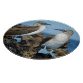 Galapagos-Inseln, Isabela-Insel Schneidebrett (Ecke)