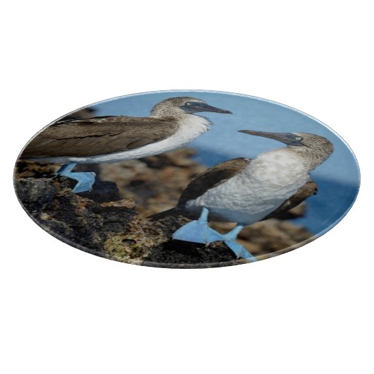 Galapagos-Inseln, Isabela-Insel Schneidebrett (Ecke)