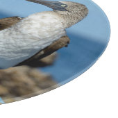 Galapagos-Inseln, Isabela-Insel Schneidebrett (Ecke)