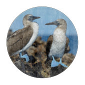 Galapagos-Inseln, Isabela-Insel Schneidebrett (Vorderseite)