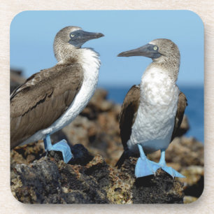 Galapagos-Inseln, Isabela-Insel Untersetzer