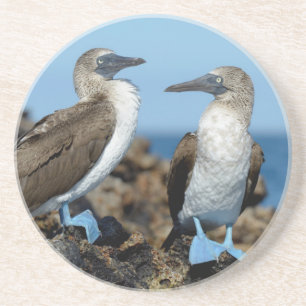 Galapagos-Inseln, Isabela-Insel Untersetzer