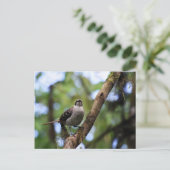 Galapagos Inseln Mockingbird, Ecuador Postkarte (Stehend Vorderseite)