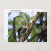 Galapagos Inseln Mockingbird, Ecuador Postkarte (Vorne/Hinten)