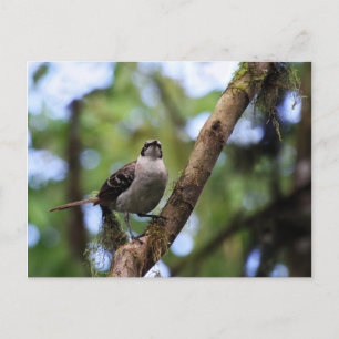 Galapagos Inseln Mockingbird, Ecuador Postkarte