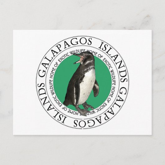 Galapagos-Inseln Pinguin Postkarte (Vorderseite)