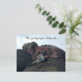 Galapagos-Inseln Postkarte (Stehend Vorderseite)