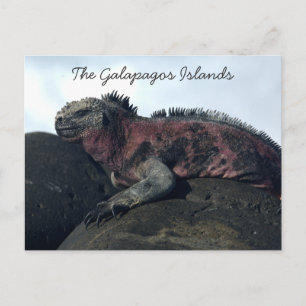 Galapagos-Inseln Postkarte