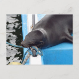 Galapagos Inseln Seelöwe Postkarte