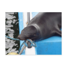 Galapagos Inseln Seelöwe