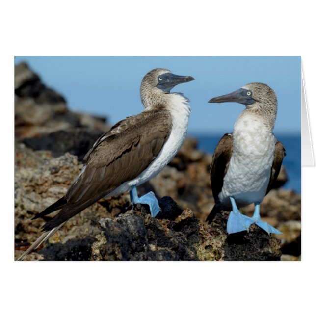 Galapagos Islands, Isabela Island (Vorderseite (Horizontal))
