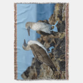 Galapagos Islands, Isabela Island Decke (Vorderseite Vertikal)
