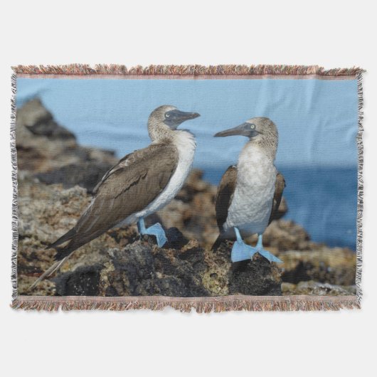 Galapagos Islands, Isabela Island Decke (Vorderseite)