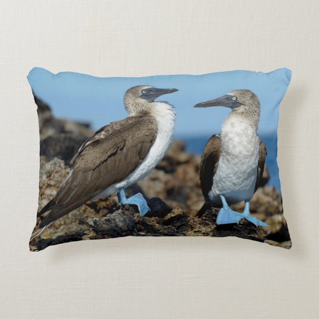 Galapagos Islands, Isabela Island Dekokissen (Vorderseite)
