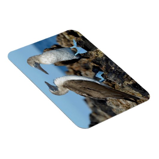 Galapagos Islands, Isabela Island Magnet (Rechte Seite)