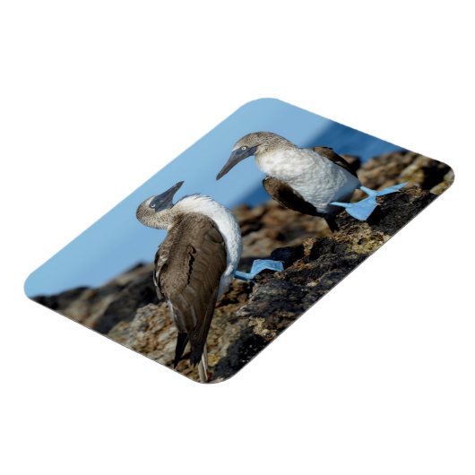 Galapagos Islands, Isabela Island Magnet (Linke Seite)