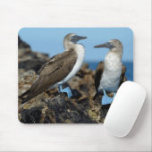 Galapagos Islands, Isabela Island Mousepad (Mit Mouse)