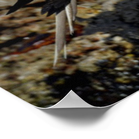 Galapagos Islands, Isabela Island Poster (Ecke)