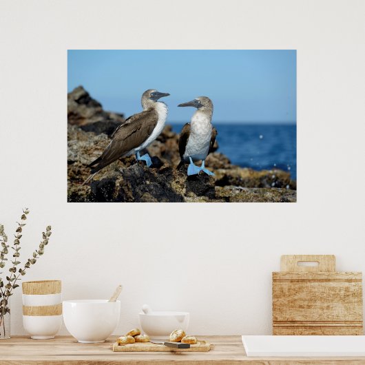 Galapagos Islands, Isabela Island Poster (Küche)