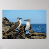 Galapagos Islands, Isabela Island Poster (Vorne)