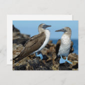 Galapagos Islands, Isabela Island Postkarte (Vorne/Hinten)