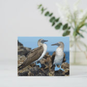 Galapagos Islands, Isabela Island Postkarte (Stehend Vorderseite)