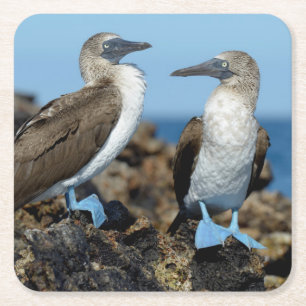 Galapagos Islands, Isabela Island Rechteckiger Pappuntersetzer