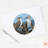 Galapagos Islands, Isabela Island Runder Aufkleber (Umschlag)