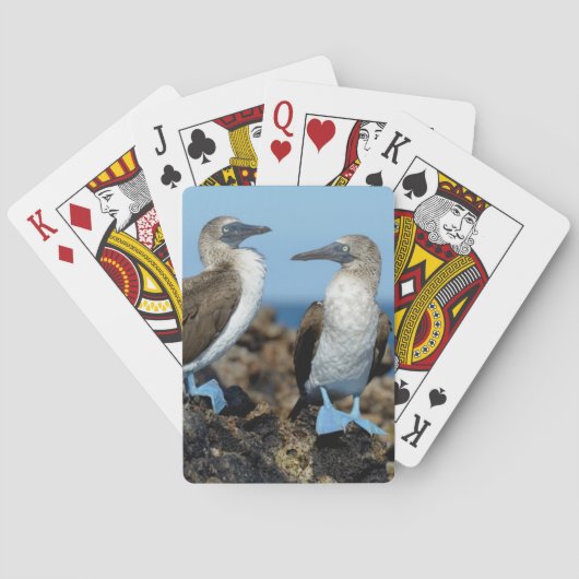 Galapagos Islands, Isabela Island Spielkarten (Rückseite)