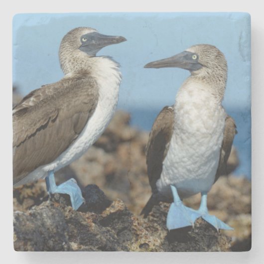 Galapagos Islands, Isabela Island Steinuntersetzer (Vorderseite)