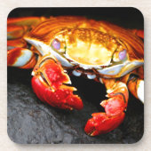 Galapagos-Krabbe Getränkeuntersetzer (Vorderseite)