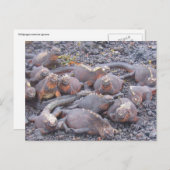 Galapagos-Leguanas-Postkarte Postkarte (Vorne/Hinten)