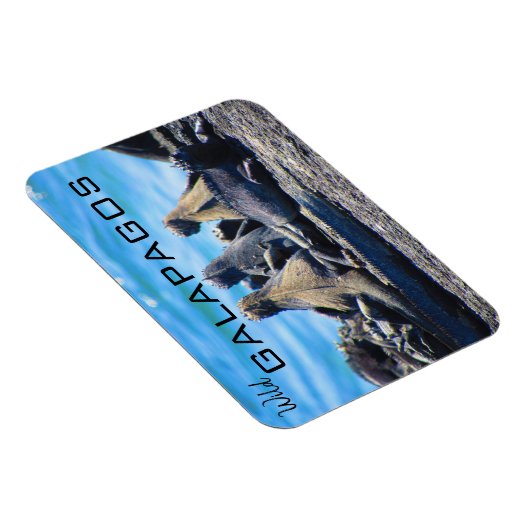 Galapagos-Leguane Magnet (Rechte Seite)
