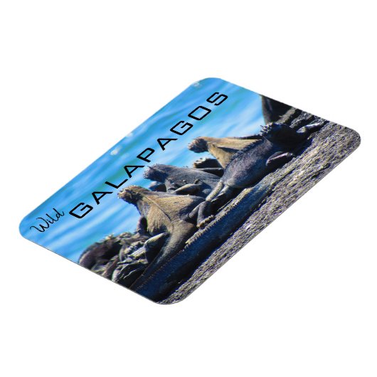 Galapagos-Leguane Magnet (Linke Seite)
