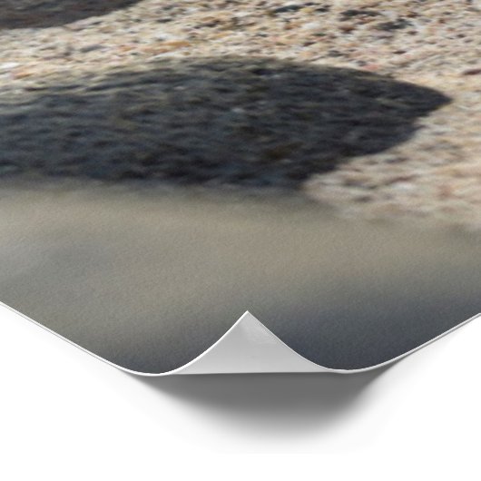 Galapagos-Löwe Poster (Ecke)