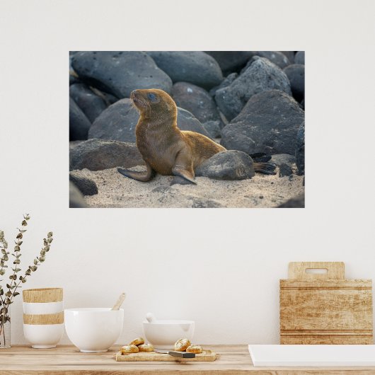 Galapagos-Löwe Poster (Küche)
