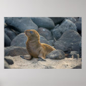 Galapagos-Löwe Poster (Vorne)