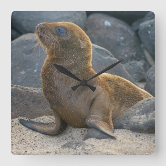 Galapagos-Löwe Quadratische Wanduhr (Vorderseite)
