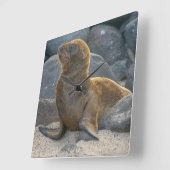 Galapagos-Löwe Quadratische Wanduhr (Winkel)