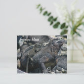 Galapagos Marine Iguana mit Kind Postkarte (Stehend Vorderseite)