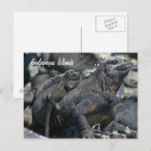Galapagos Marine Iguana mit Kind Postkarte (Vorne/Hinten)