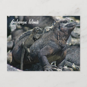 Galapagos Marine Iguana mit Kind Postkarte