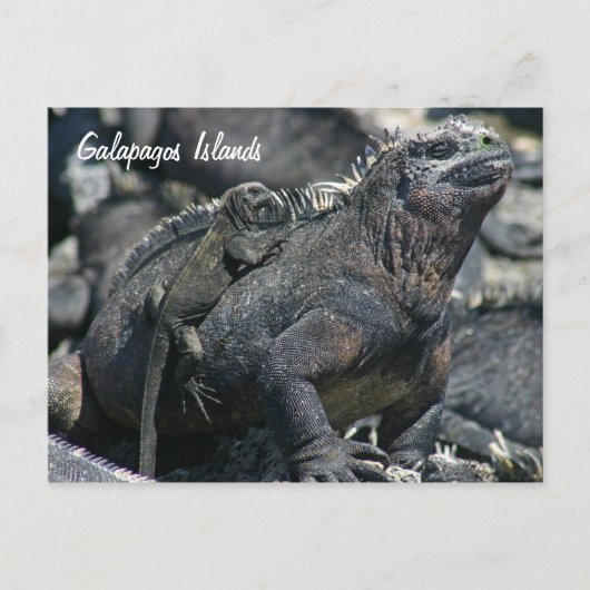 Galapagos Marine Iguana mit Kind Postkarte (Vorderseite)