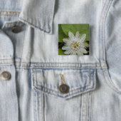 Galapagos Passion Blume Passiflora foetida Button (Beispiel)