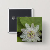 Galapagos Passion Blume Passiflora foetida Button (Vorne & Hinten)