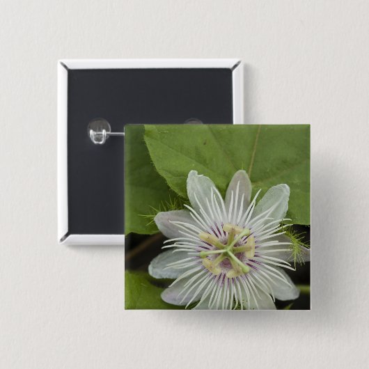Galapagos Passion Blume Passiflora foetida Button (Vorne & Hinten)