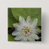 Galapagos Passion Blume Passiflora foetida Button (Vorderseite)