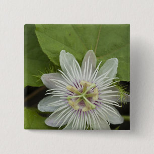 Galapagos Passion Blume Passiflora foetida Button