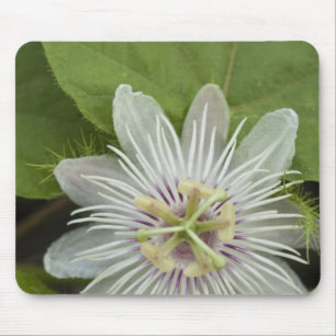 Galapagos Passion Blume Passiflora foetida Mousepad